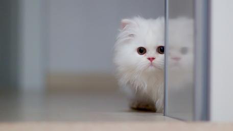 Curious White Persian Kitten Peeks Around Corner wallpaper