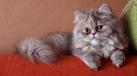 Fluffy Persian Cat in Cozy Setting wallpaper
