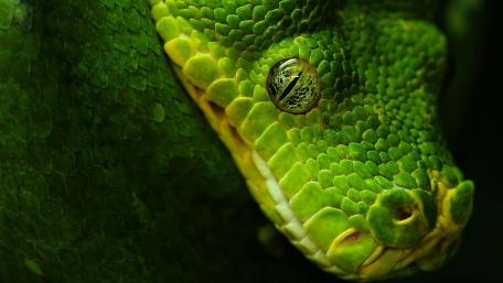 Green snake eye wallpaper