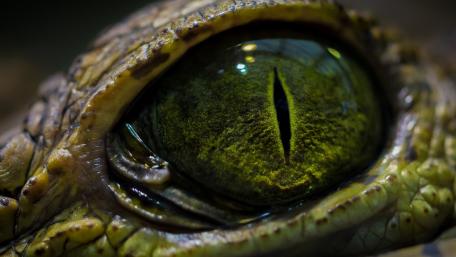 Crocodile's Gaze in Stunning Detail wallpaper