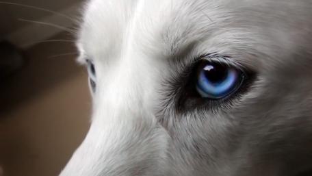 Blue-Eyed Beauty in Focus wallpaper