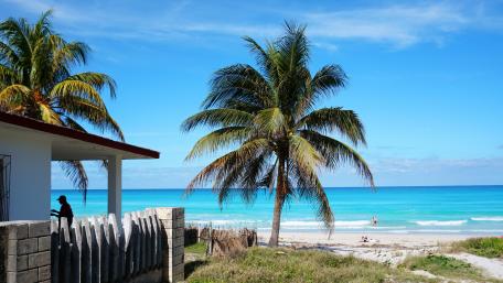 Coconut tree on seashore wallpaper