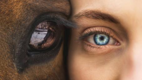 Horse and Rider wallpaper