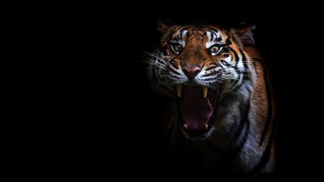 Fierce Gaze of the Jungle King wallpaper