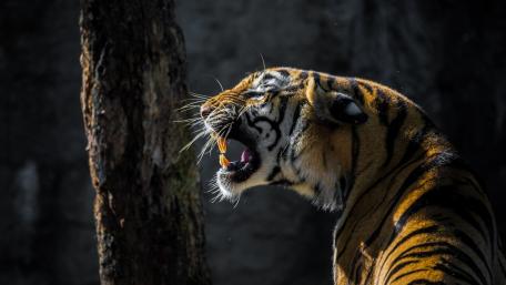 Majestic Tiger Roaring in the Wilderness wallpaper
