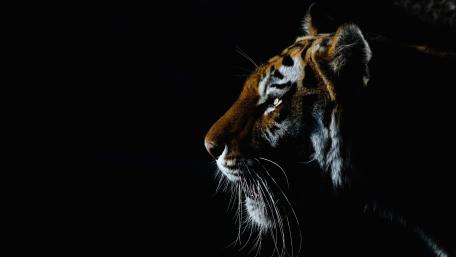 Majestic Tiger Profile in Shadow wallpaper