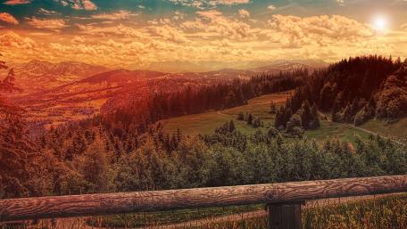 Pine Trees Under Blue Sky During Golden Hour wallpaper