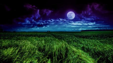 Mystical Moonlight Over Verdant Barley Field wallpaper