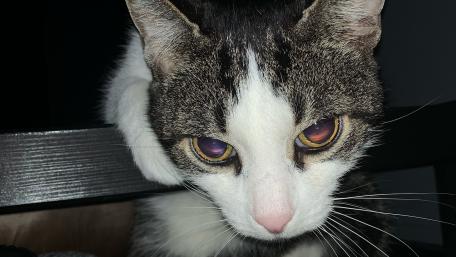Charming Cat with Playful Expressions wallpaper