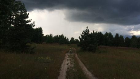 Calm Before the Storm in a Lush Meadow wallpaper