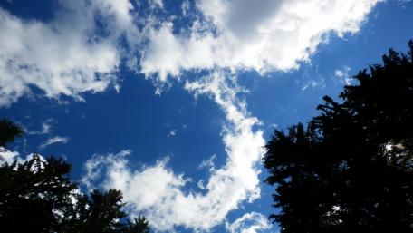 Photo of the sky with treetops wallpaper