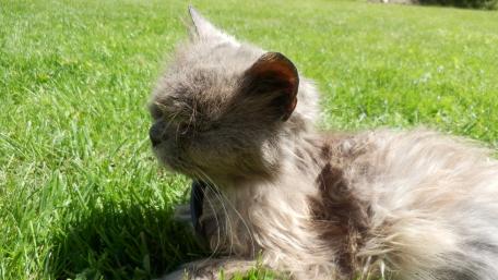 Soft Grey Cat Enjoying Green Grass wallpaper