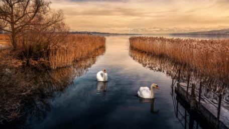 Graceful Swans in Serene Lake wallpaper