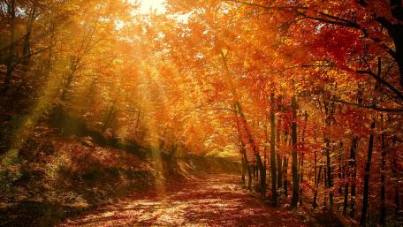 Sunlight passing fall leaves during daytime wallpaper