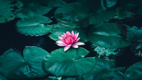 Blooming Serenity Pink Lotus on Water wallpaper