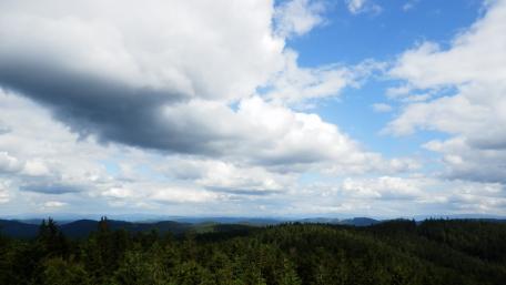 View of the forest from the lookout tower wallpaper
