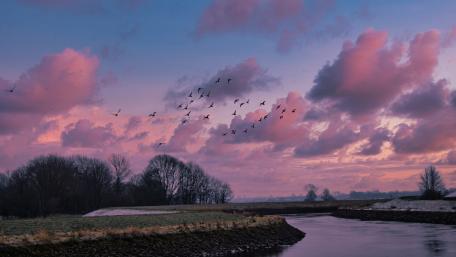 River in Pink wallpaper