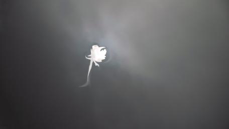 Moon with flower wallpaper