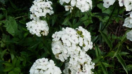 Stunning White Blossoms for Nature Lovers wallpaper