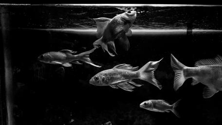 Monochrome fishes wallpaper