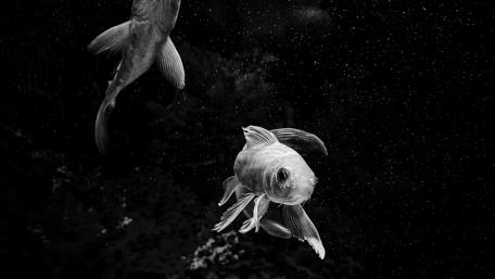 Lost In Space Black and White wallpaper