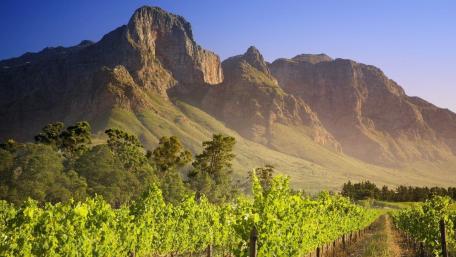 Stellenbosch vineyard wallpaper