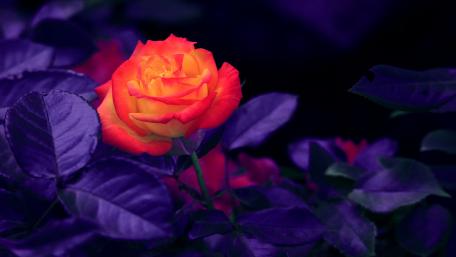 Radiant Rose against Purple Foliage wallpaper
