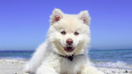 Joyful White Puppy on a Sunny Beach Day wallpaper
