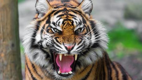 Majestic Tiger in Mid-Roar wallpaper
