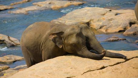 Baby Elephant in the Wild Oasis wallpaper