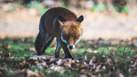 Majestic Red Fox in Nature Scene wallpaper