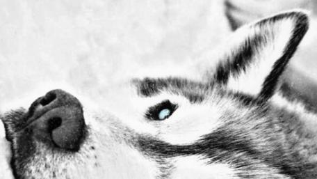 Tranquil Husky at Rest wallpaper