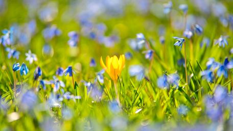Yellow Crocus Amidst Springtime Blooms wallpaper