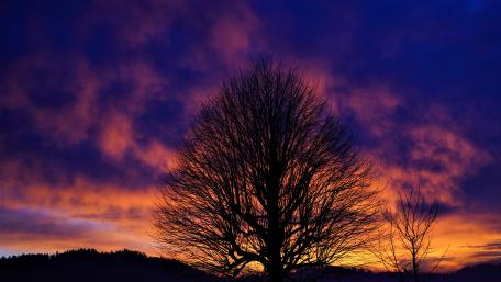 Fiery Sunset Behind Bare Tree wallpaper