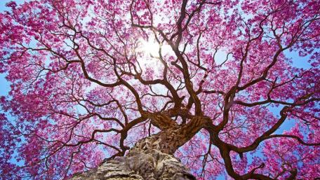 Spring Blossoms in Full Bloom wallpaper