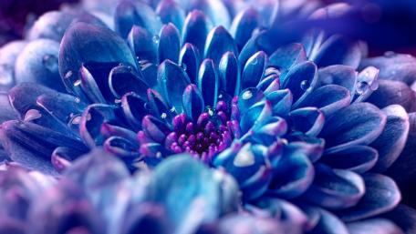 Blue flower wallpaper
