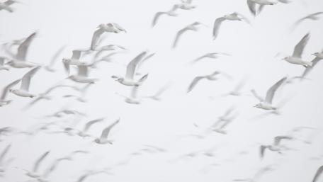 White seagulls wallpaper