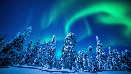 Snowy pines under the northern lights wallpaper