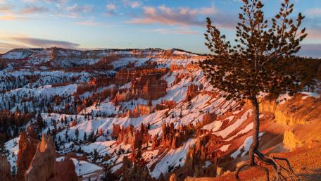 Ancient Bristlecone pine over Bryce Canyon wallpaper