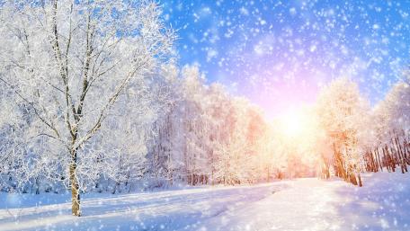 Forest road in the snowfall wallpaper