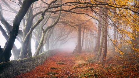 Trees and falling leaves on path with morning fog during fall wallpaper