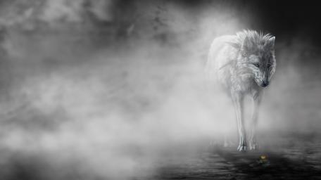 White Wolf in Enchanted Fog Realm wallpaper