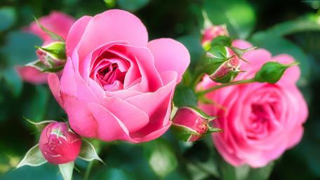 Roses natural wallpaper