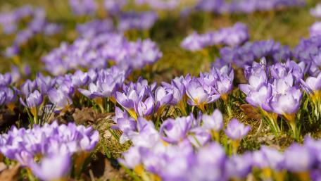 Purple Crocuses wallpaper
