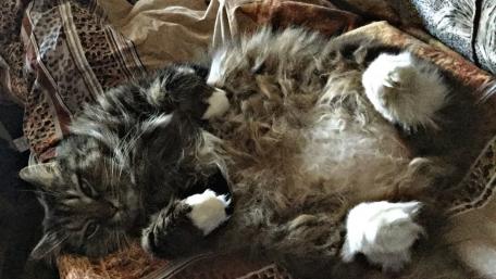 Relaxed Feline Enjoys Lazy Afternoon Time wallpaper