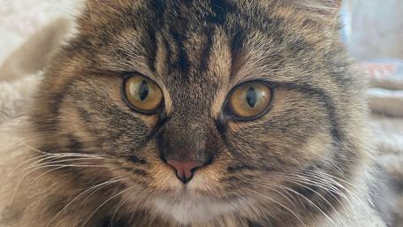 Striking Cat Eyes Captured in Detail wallpaper