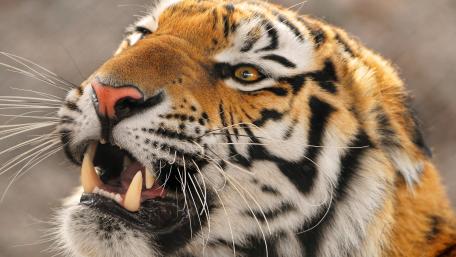 Tiger's Fierce Roar in Stunning 4K Detail wallpaper