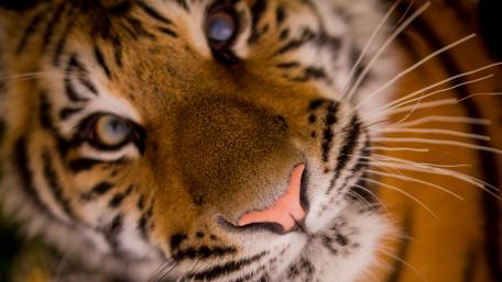 Majestic Tiger Close-Up Wallpaper wallpaper