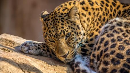 Majestic Leopard in Tranquil Rest wallpaper