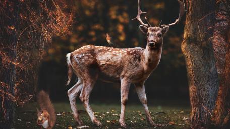 Bird on a deer wallpaper
